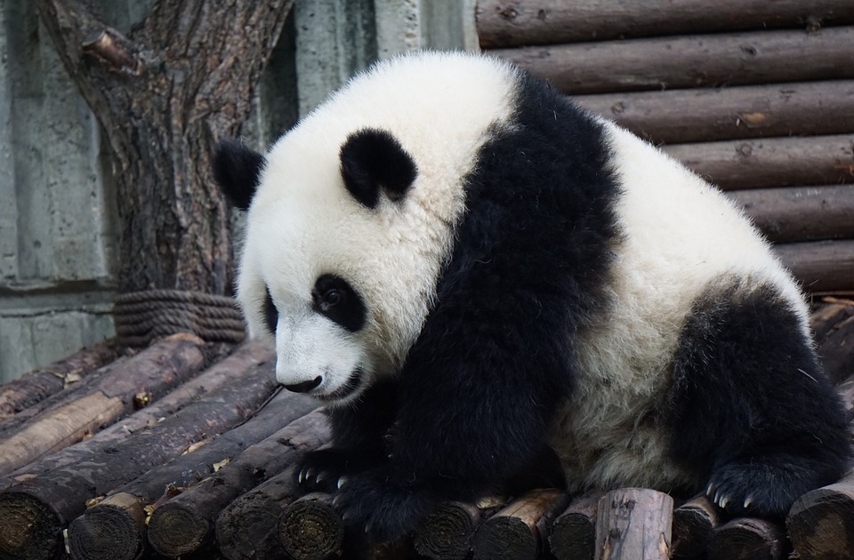 Posle decenije neuspešnih pokušaja razmnožavanja, jedine pande u Britaniji vraćaju se u Kinu