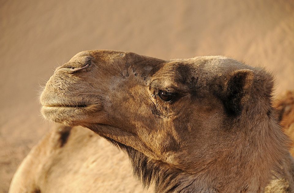 Lama i osam kamila na ulicama Madrida posle bekstva iz cirkusa 