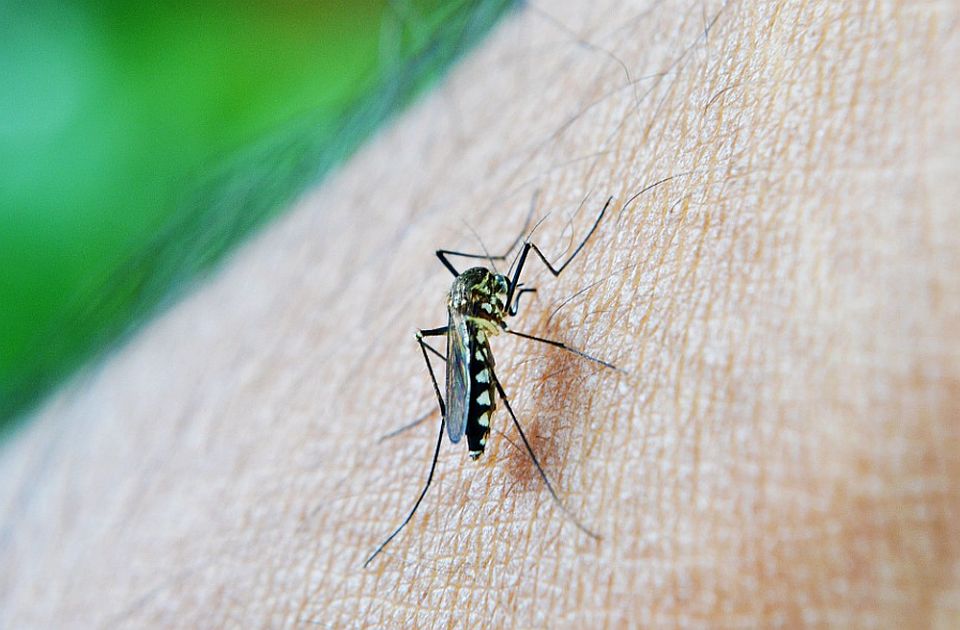 U Vojvodini 12 slučajeva groznice Zapadnog Nila, čuvajte se komaraca