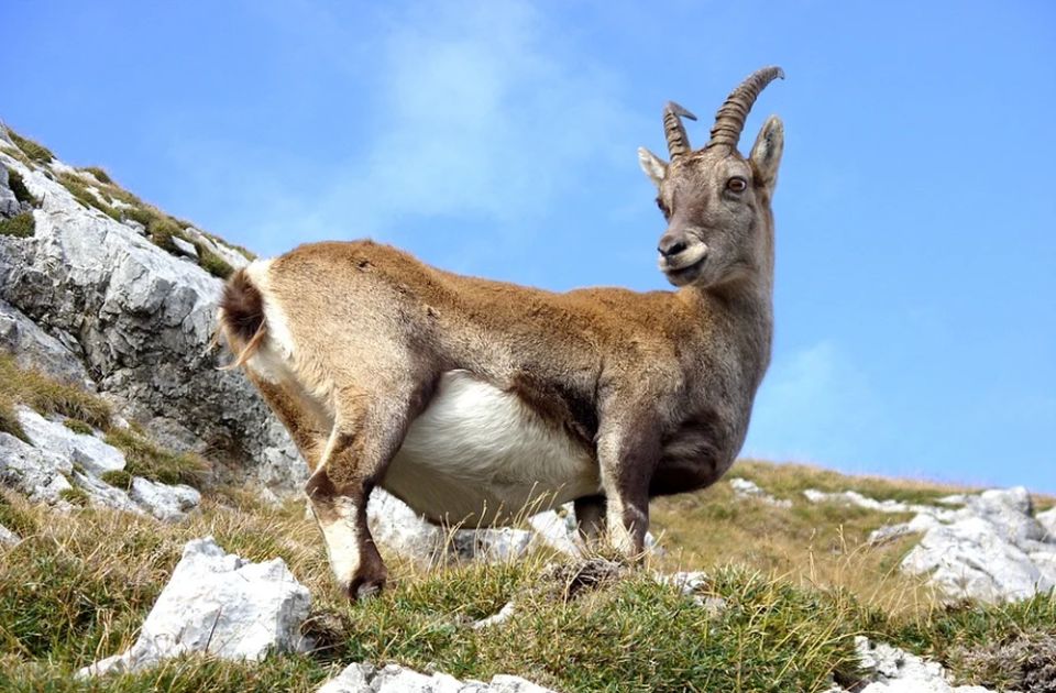 Kanada: Planinska koza ubila grizli medvedicu