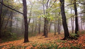 Uskoro prikupljanje potpisa za zaštitu šuma Fruške gore