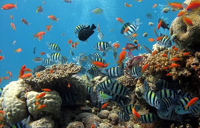 Istraživanje pokazalo: Većina ili svi koralni grebeni će nestati do 2100. godine