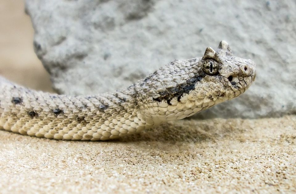 Poskok ujeo muškarca u dvorištu njegove kuće kod Niša Poskok ujeo muškarca u dvorištu njegove kuće kod Niša