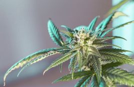 Severna Makedonija oduzela još šest licenci firmama za uzgoj medicinskog kanabisa