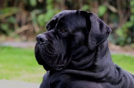 Ženu u Beogradu teško povredili njeni psi - zašto životinje napadaju svoje vlasnike?