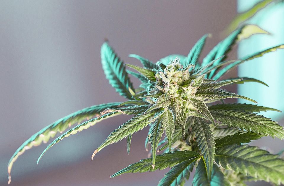 Severna Makedonija oduzela još šest licenci firmama za uzgoj medicinskog kanabisa