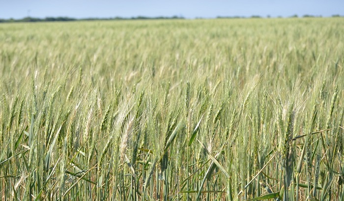 Stvorena skoro neuništiva sorta pšenice u Rusiji