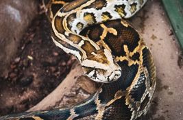 VIDEO: Nedavno otkriveni indonežanski piton je najduža zmija ikada izmerena u divljini