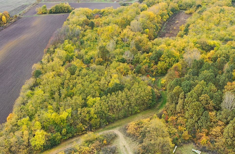 Društvo za zaštitu ptica kupilo Slavujev lug: Dva hektara šume u Banatu će biti zaštićena