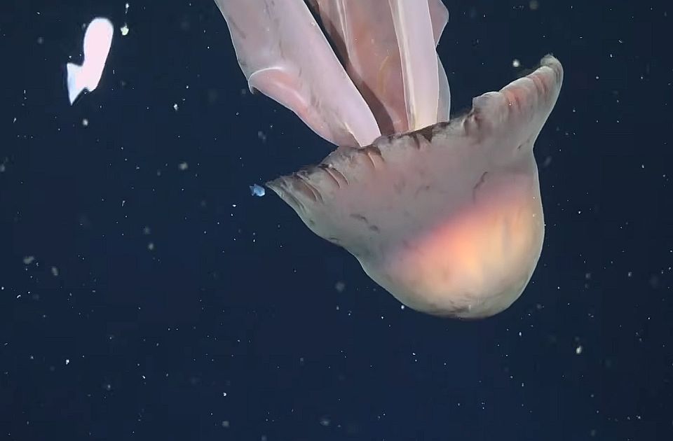 VIDEO: Snimljena retka džinovska meduza, može da naraste do 10 metara