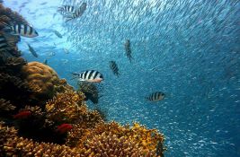 Zagrevanje okeana dovodi do zapanjujućeg i zabrinjavajućeg smanjenja broja riba