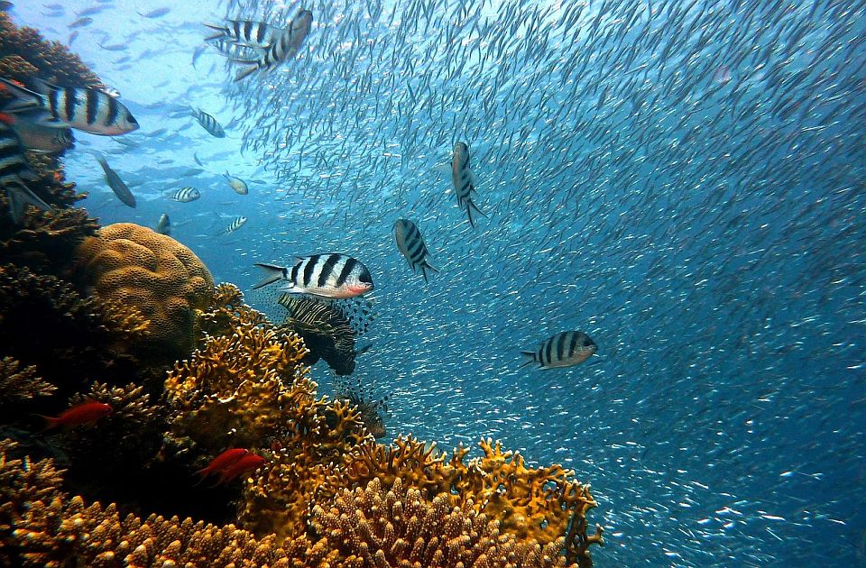 Zagrevanje okeana dovodi do zapanjujućeg i zabrinjavajućeg smanjenja broja riba