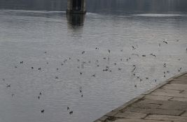 RHMZ upozorava na nizak vodostaj Dunava od Bezdana do Novog Sada