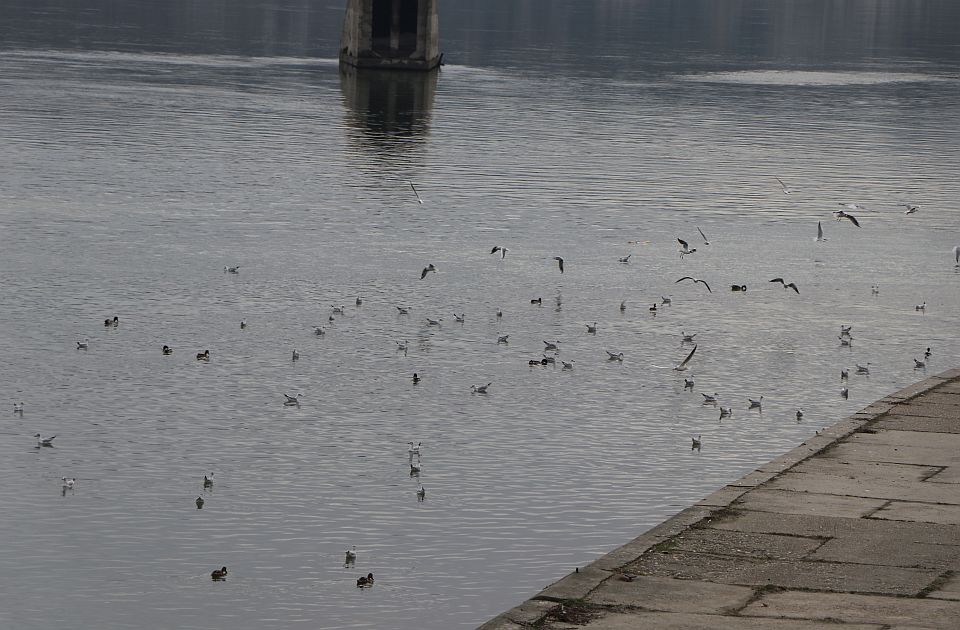 RHMZ upozorava na nizak vodostaj Dunava od Bezdana do Novog Sada