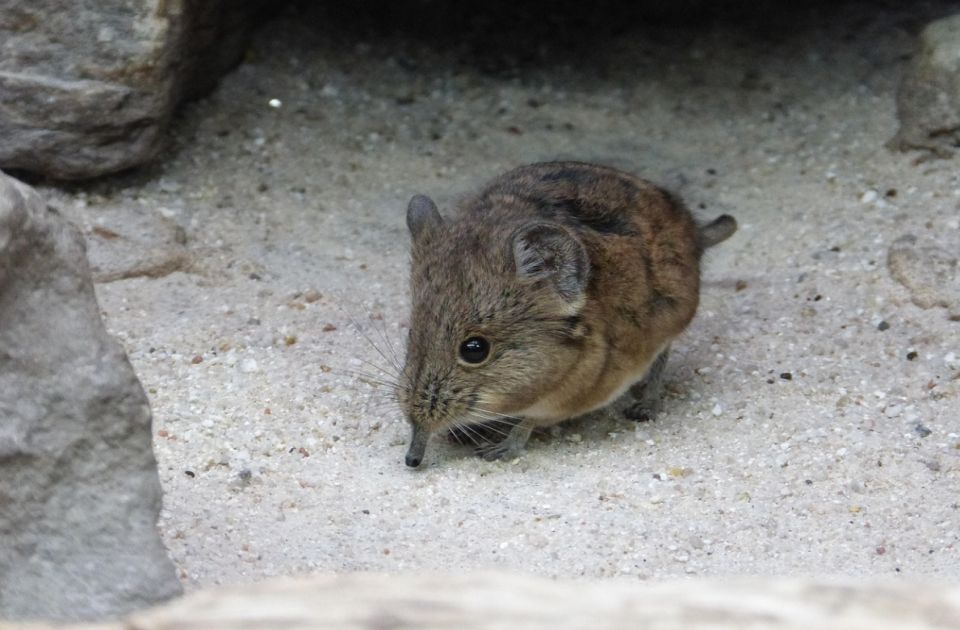 Rovčice mogu da smanje svoj mozak za trećinu, a posle ga vrate u normalno stanje