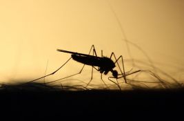 Dve osobe u Srbiji obolele od groznice Zapadnog Nila: Jedna u Vojvodini