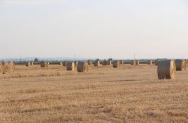 Nepotrebna zabrana izvoza pšenice: Prestrogo i nepovoljno po ratare