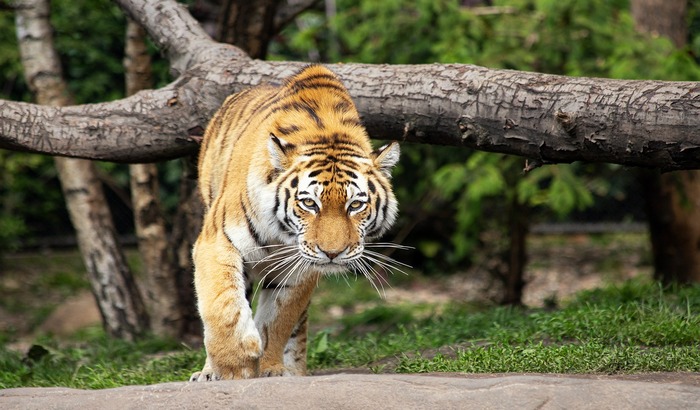 Tigrica usmrtila čuvarku u ciriškom zoološkom vrtu