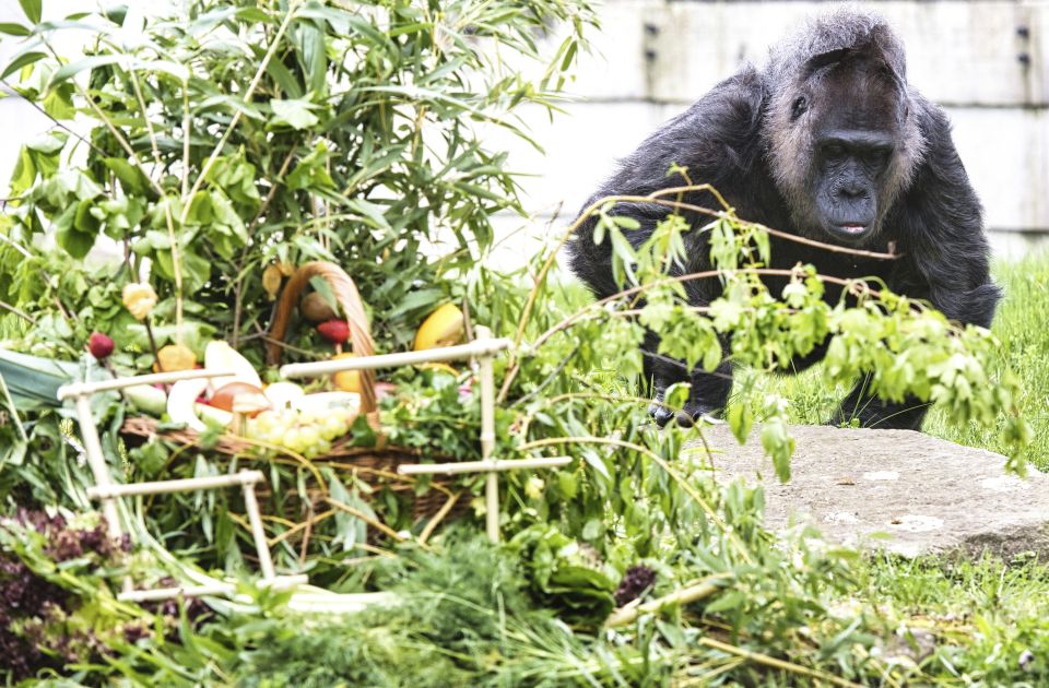 Najstarija gorila na svetu napunila 67 godina