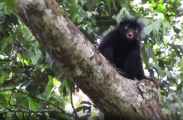 VIDEO: U šumama Konga otkrivena nova vrsta majmuna sa narandžastim usnama