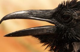 Zašto gavranovi prate vukove? 