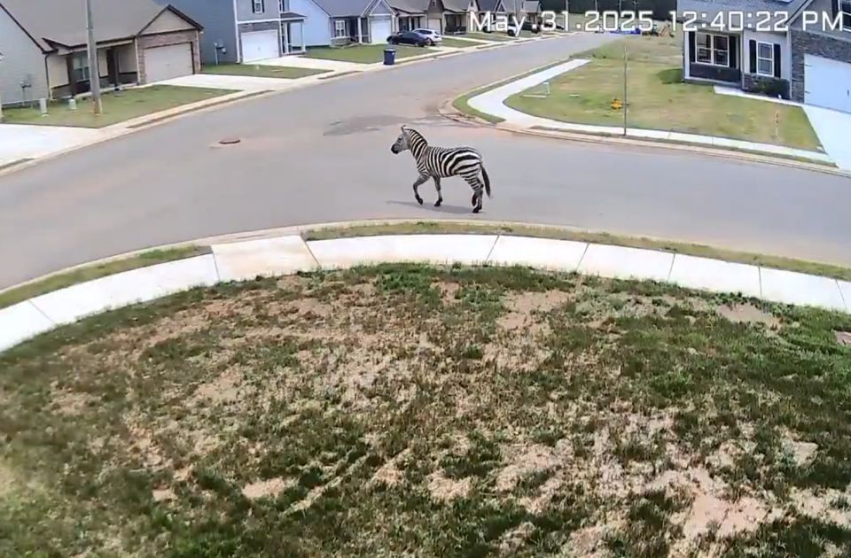 VIDEO: Pitoma zebra po imenu Ed uhvaćena nakon više dana bekstva 