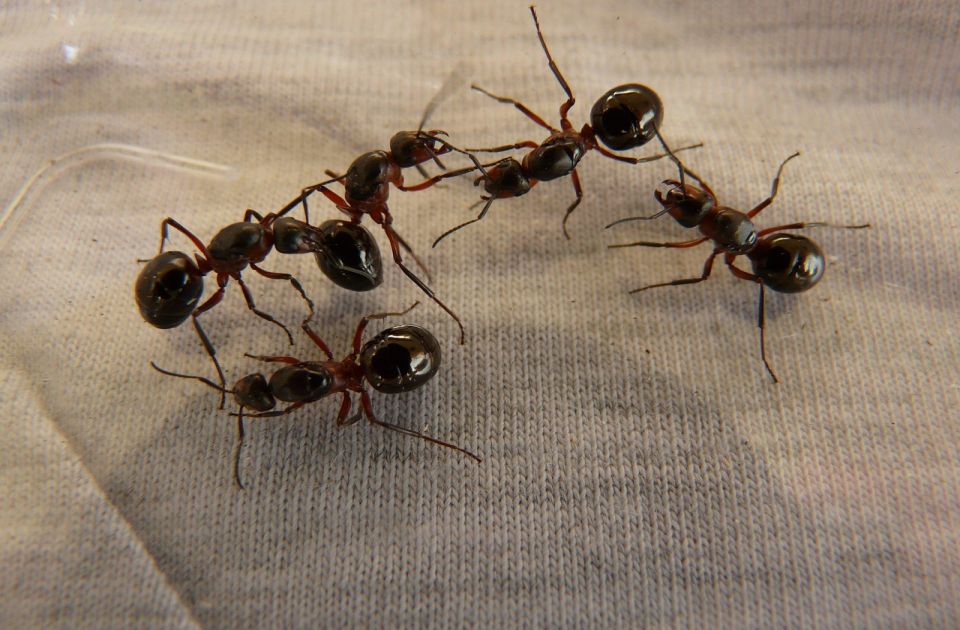 Pojavili su vam se mravi u kući: Ovo je sprej koji će vam pomooći da ih se rešite Pojavili su vam se mravi u kući: Ovo je sprej koji će vam pomooći da ih se rešite