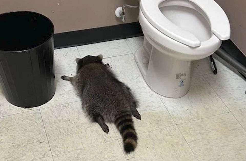 VIDEO: Rakun provalio u prodavnicu pića, napio se i onesvestio na podu toaleta