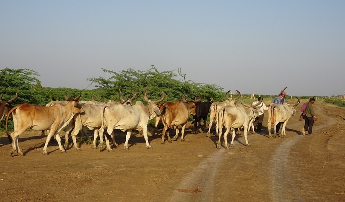 Indijska država uvela porez za dobrobit krava lutalica