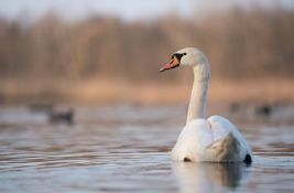 Uvedene mere protiv ptičjeg gripa u Republici Srpskoj zbog 25 uginulih labudova