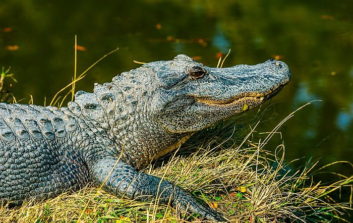 U stomaku aligatora pronašli pločicu psa nestalog pre 25 godina