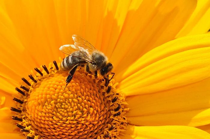 Uprava za zaštitu bilja i SPOS: Sprečimo trovanje pčela