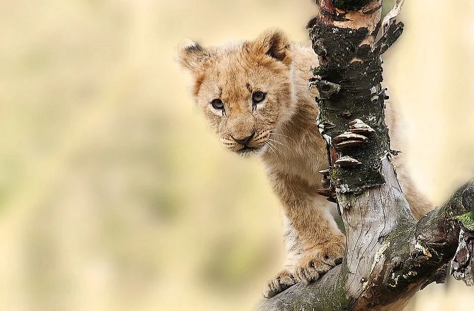 Mladunče lava koje je nedavno pobeglo u Budvi biće prebačeno u rezervat u Africi