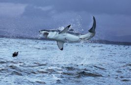 Velikim belim ajkulama rastu novi tipovi zuba kako stare