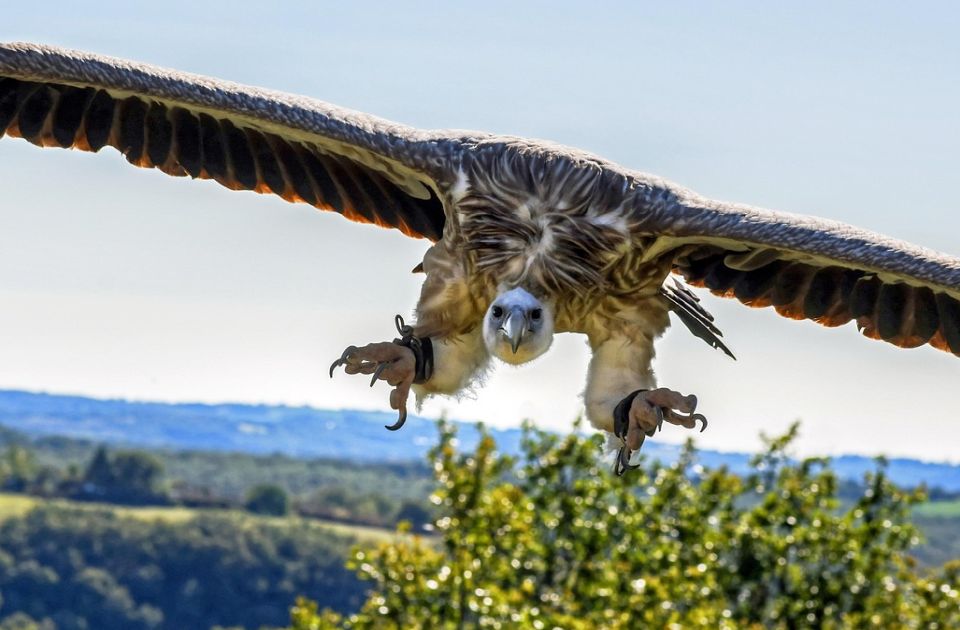 Zašto lešinari kruže?