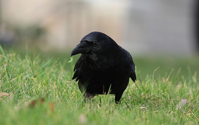 Holanđani treniraju vrane da skupljaju opuške sa ulica