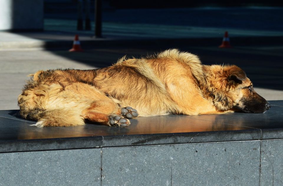 Benefit za napuštene životinje u petak u CK13