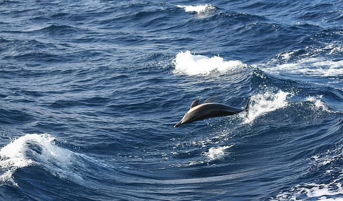 Od januara 1.100 mrtvih delfina u Francuskoj