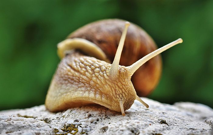 U Srbiji zabranjeno sakupljanje malih i velikih zelenih žaba, baštenskih i šumskih puževa...