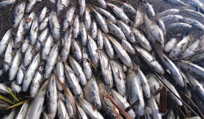 FOTO: Više od deset tona uginule ribe u Velikom bačkom kanalu