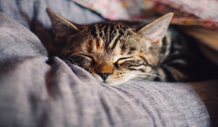 Naučnici otkrili vakcinu koja leči alergiju na mačke