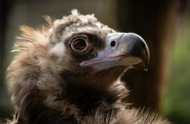Meštanin Svrljiga otrovao zaštićenog crnog supa u vlasništvu Bugarske, pa pokušao da se reši dokaza