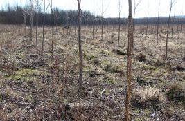 VIDEO, FOTO: Stoka uništila zaštićenu šumu kraj Novog Sada, niko ih ne sprečava, a šteta ogromna