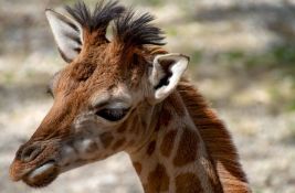 VIDEO: Treće mladunče žirafe rođeno ove godine u Zoo vrtu u Kopenhagenu
