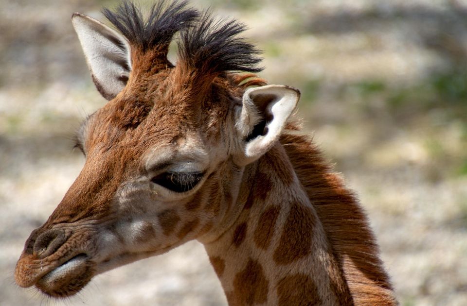 VIDEO: Treće mladunče žirafe rođeno ove godine u Zoo vrtu u Kopenhagenu