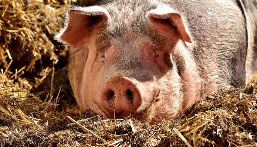 FOTO: Borba građana protiv smrada sa farme svinja u Temerinu