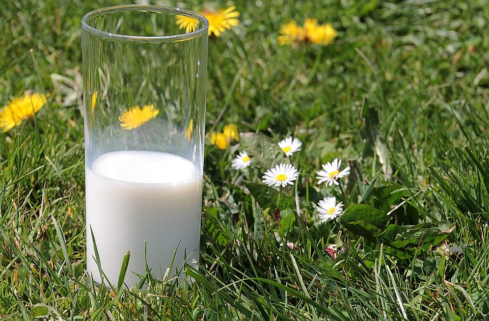 Proizvođači mleka sutra na Novosadskom sajmu o "nenormalno niskoj ceni mleka"