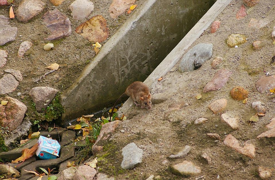 Leptospiroza se pojavila i u Republici Srpskoj, šest zaraženih u Banjaluci, Doboju i Foči