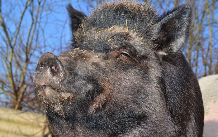 Kikinda: Neuspešan masovni odstrel divljih svinja, lovci ne mogu da ih nađu