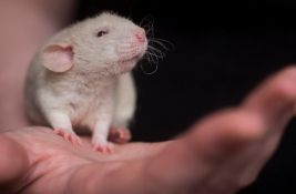 Naučnici proučavaju kako miševi povraćaju: Kakve to veze ima sa ljudima?